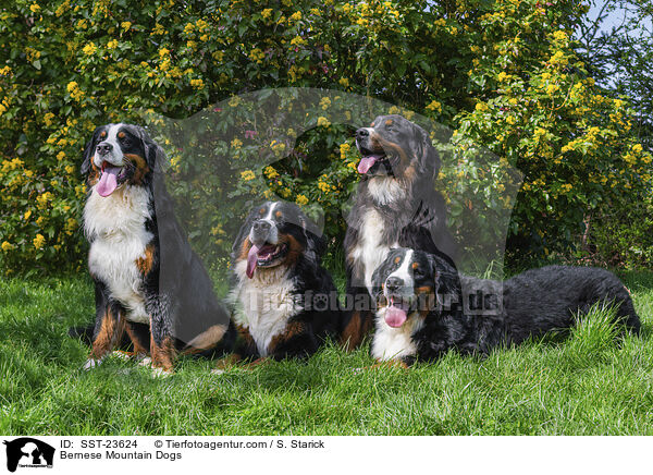 Berner Sennenhunde / Bernese Mountain Dogs / SST-23624