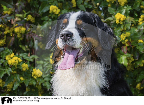 Berner Sennenhund / Bernese Mountain Dog / SST-23625