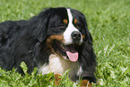 Bernese Mountain Dog