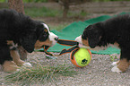 Bernese Mountain Dog Puppy