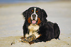 Bernese Mountain Dog