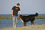 Bernese Mountain Dog