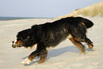 running Bernese Mountain Dog