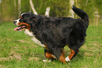 running Bernese Mountain Dog