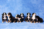 Bernese Mountain Dog puppy