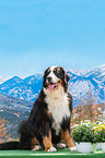 sitting Bernese Mountain Dog