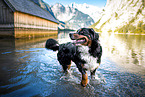 Bernese Mountain Dog at the water