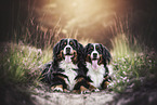 lying Bernese Mountain Dogs