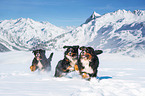 running Bernese Mountain Dogs