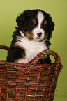 Bernese Mountain Dog Puppy