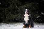 sitting Bernese Mountain Dog
