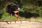 jumping Bernese Mountain Dog