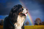 Bernese Mountain Dog Portrait