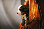 Bernese Mountain Dog Puppy