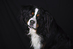 Bernese Mountain Dog