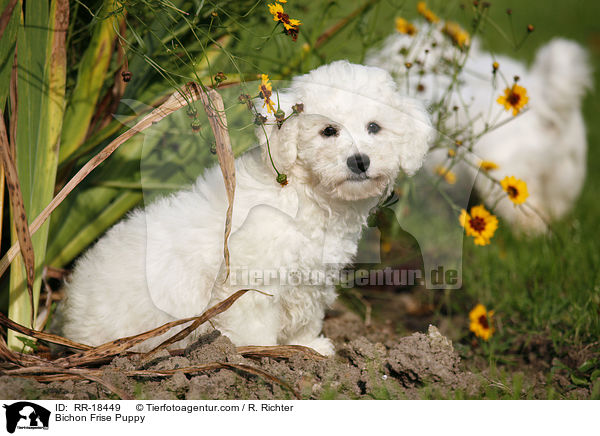 Bichon Frise Puppy / RR-18449