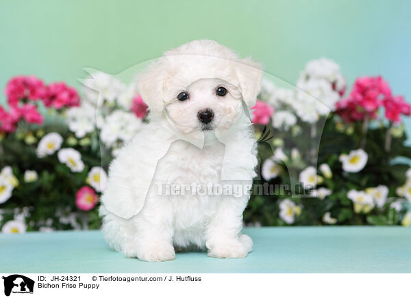 Bichon Frise Puppy / JH-24321
