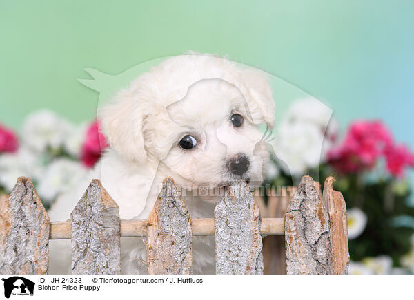 Bichon Frise Puppy / JH-24323