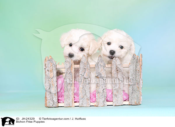 Bichon Frise Puppies / JH-24329
