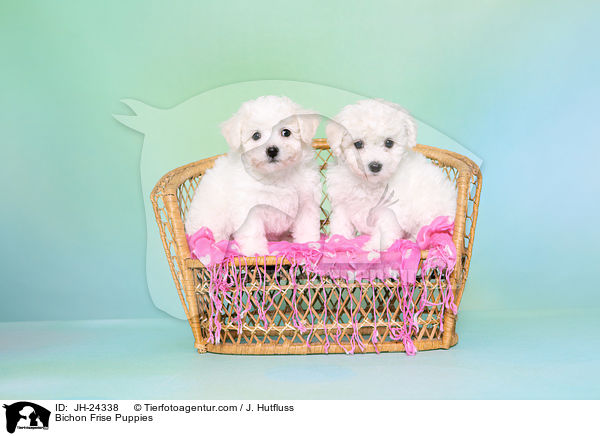 Bichon Frise Puppies / JH-24338