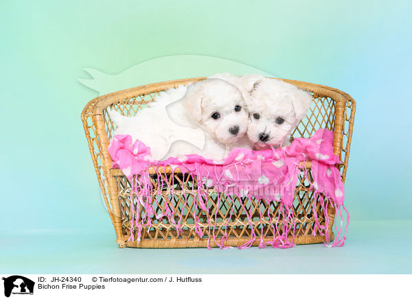 Bichon Frise Puppies / JH-24340