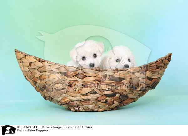 Bichon Frise Puppies / JH-24341