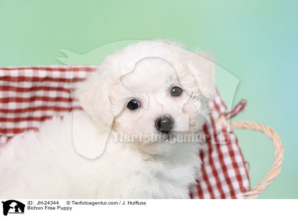 Bichon Frise Puppy / JH-24344