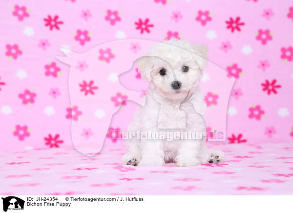 Bichon Frise Puppy / JH-24354