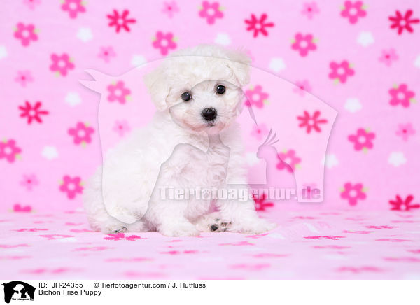 Bichon Frise Puppy / JH-24355