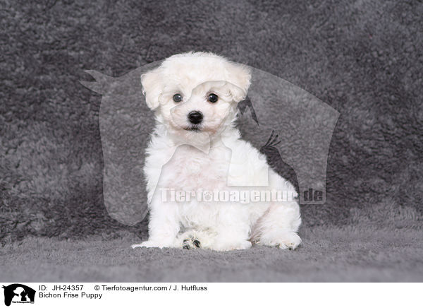 Bichon Frise Puppy / JH-24357