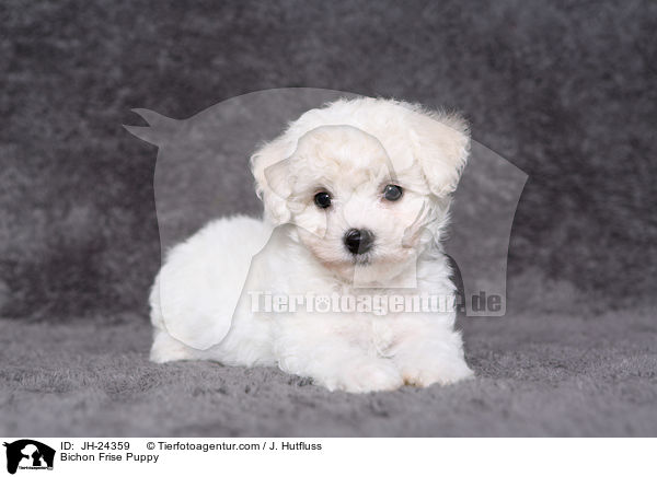 Bichon Frise Puppy / JH-24359