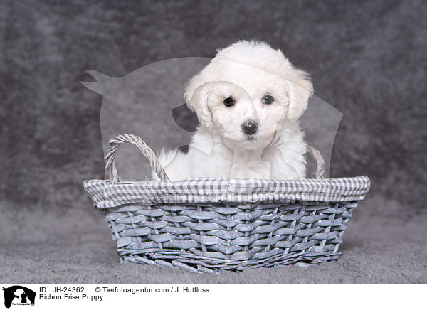 Bichon Frise Puppy / JH-24362