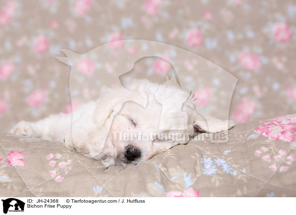 Bichon Frise Puppy / JH-24368