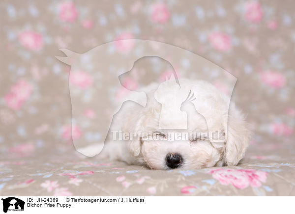 Bichon Frise Puppy / JH-24369
