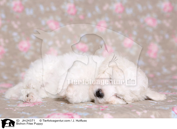 Bichon Frise Puppy / JH-24371