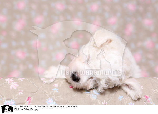 Bichon Frise Puppy / JH-24372