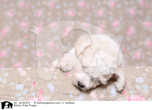 Bichon Frise Puppy / JH-24373