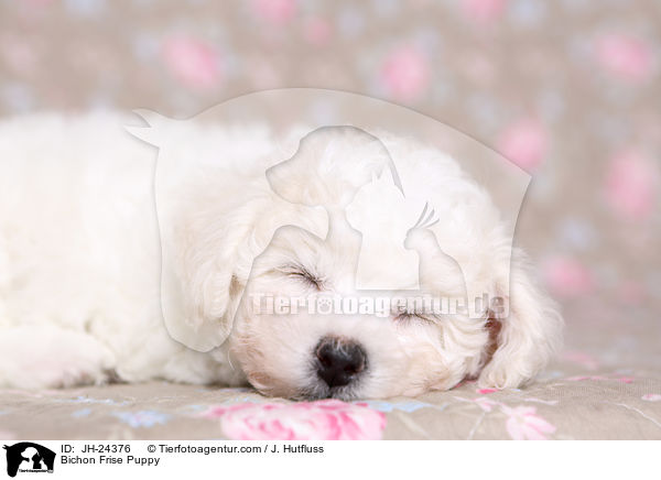 Bichon Frise Puppy / JH-24376