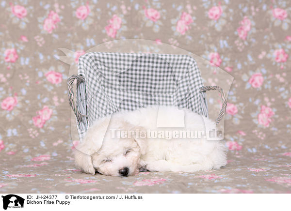 Bichon Frise Puppy / JH-24377