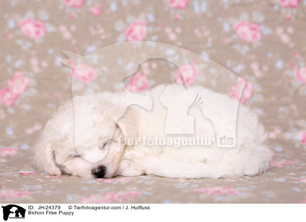Bichon Frise Puppy / JH-24379