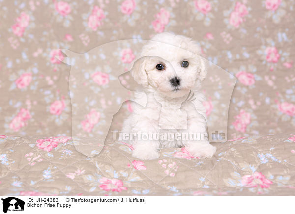 Bichon Frise Puppy / JH-24383