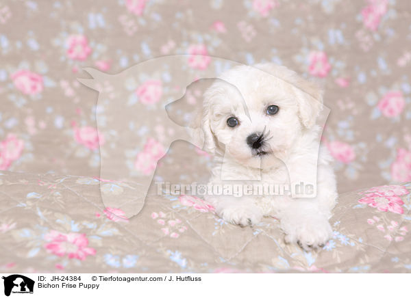 Bichon Frise Puppy / JH-24384