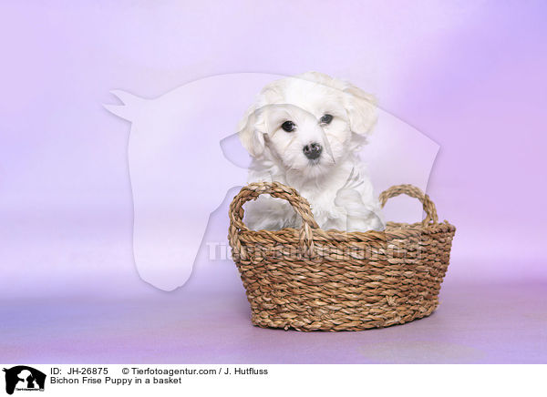 Bichon Frise Puppy in a basket / JH-26875