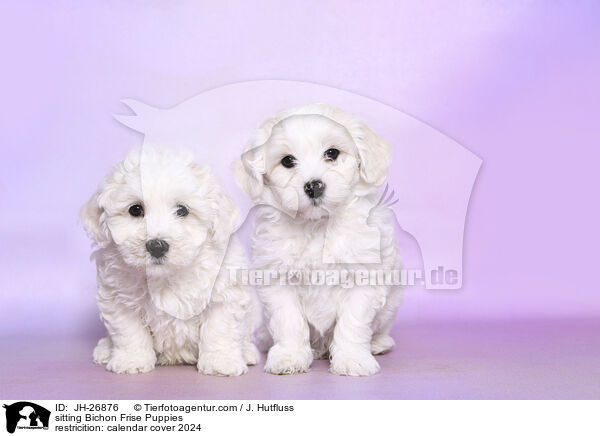 sitting Bichon Frise Puppies / JH-26876