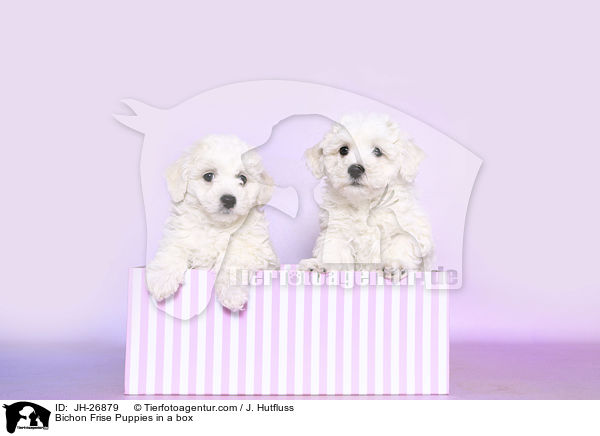 Bichon Frise Puppies in a box / JH-26879