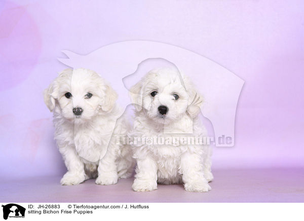 sitting Bichon Frise Puppies / JH-26883