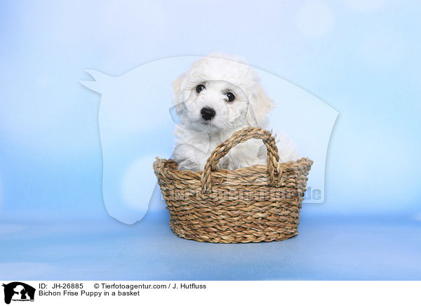Bichon Frise Puppy in a basket / JH-26885