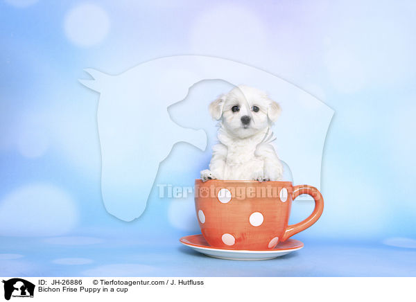 Bichon Frise Puppy in a cup / JH-26886
