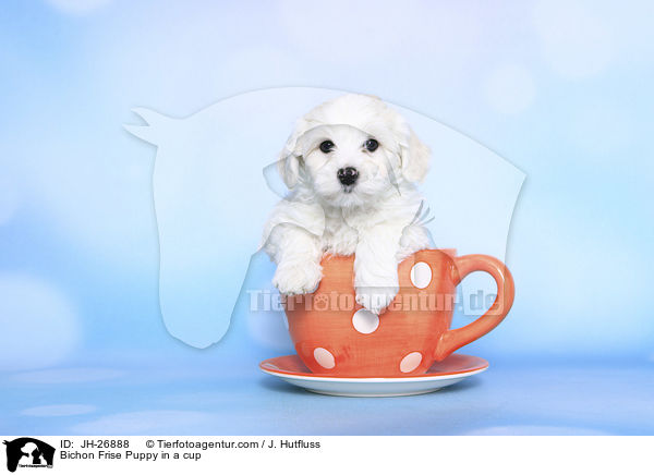 Bichon Frise Puppy in a cup / JH-26888