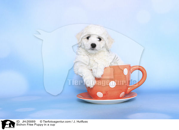 Bichon Frise Puppy in a cup / JH-26889
